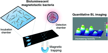 Graphical abstract: Bioengineered bioluminescent magnetotactic bacteria as a powerful tool for chip-based whole-cell biosensors
