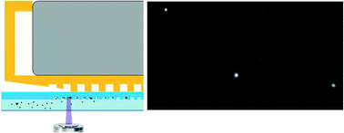 Graphical abstract: A microdevice for rapid optical detection of magnetically captured rare blood pathogens