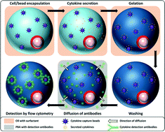 Graphical abstract: Probing cellular heterogeneity in cytokine-secreting immune cells using droplet-based microfluidics