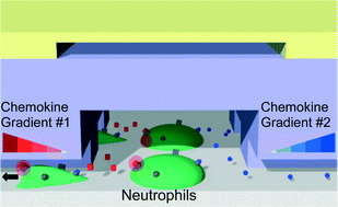 Graphical abstract: On-demand, competing gradient arrays for neutrophil chemotaxis