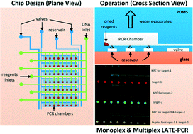 Graphical abstract: Construction of a microfluidic chip, using dried-down reagents, for LATE-PCR amplification and detection of single-stranded DNA