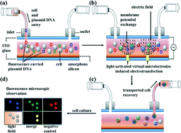 Graphical abstract: Dielectrophoretically-assisted electroporation using light-activated virtual microelectrodes for multiple DNA transfection