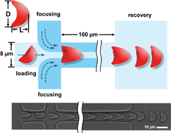 Graphical abstract: Characterization of red blood cell deformability change during blood storage