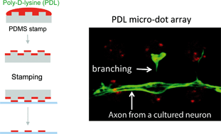 Graphical abstract: Surface-printed microdot array chips for the quantification of axonal collateral branching of a single neuron in vitro