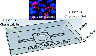 Graphical abstract: Live human nasal epithelial cells (hNECs) on chip for in vitro testing of gaseous formaldehyde toxicity via airway delivery