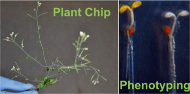 Graphical abstract: Plant chip for high-throughput phenotyping of Arabidopsis
