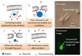 Graphical abstract: Laser-induced microbubble poration of localized single cells