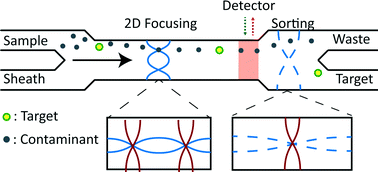 Graphical abstract: Acoustic actuated fluorescence activated sorting of microparticles