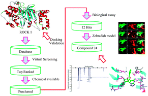 Graphical abstract: Discovery of Rho-kinase inhibitors by docking-based virtual screening