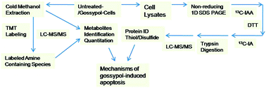 Graphical abstract: Gossypol induces apoptosis in ovarian cancer cells through oxidative stress