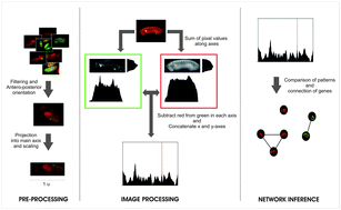 Graphical abstract: A methodology to infer gene networks from spatial patterns of expression – an application to fluorescence in situ hybridization images