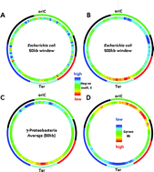 Graphical abstract: DNA thermodynamic stability and supercoil dynamics determine the gene expression program during the bacterial growth cycle