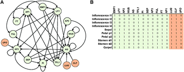 Graphical abstract: Network function shapes network structure: the case of the Arabidopsis flower organ specification genetic network