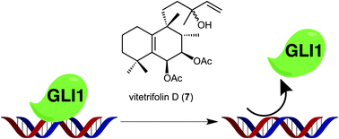 Graphical abstract: Hh signaling inhibitors from Vitex negundo; naturally occurring inhibitors of the GLI1–DNA complex