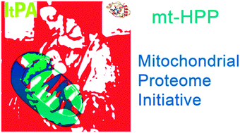 Graphical abstract: The mitochondrial Italian Human Proteome Project initiative (mt-HPP)