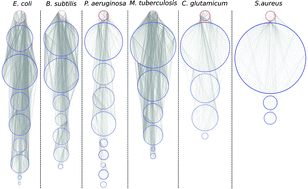 Graphical abstract: Structural comparison of biological networks based on dominant vertices