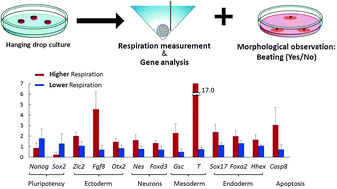 Graphical abstract: Noninvasive measurement of respiratory activity of mouse embryoid bodies and its correlation with mRNA levels of undifferentiation/differentiation markers