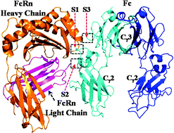 Graphical abstract: Binding structures and energies of the human neonatal Fc receptor with human Fc and its mutants by molecular modeling and dynamics simulations