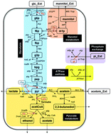 Graphical abstract: An extended dynamic model of Lactococcus lactis metabolism for mannitol and 2,3-butanediol production