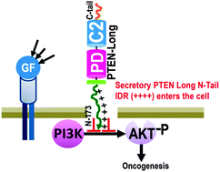 Graphical abstract: The PTEN Long N-tail is intrinsically disordered: increased viability for PTEN therapy