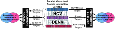 Graphical abstract: Identification and comparative analysis of hepatitis C virus–host cell protein interactions