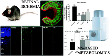 Graphical abstract: Protective effects of the neuropeptides PACAP, substance P and the somatostatin analogue octreotide in retinal ischemia: a metabolomic analysis