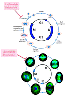 Graphical abstract: Characterizing the laulimalide–peloruside binding site using site-directed mutagenesis of TUB2 in S. cerevisiae