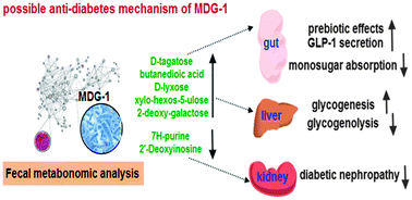 Graphical abstract: Fecal metabonomic study of a polysaccharide, MDG-1 from Ophiopogon japonicus on diabetic mice based on gas chromatography/time-of-flight mass spectrometry (GC TOF/MS)