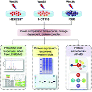 Graphical abstract: Integrated analysis of the Wnt responsive proteome in human cells reveals diverse and cell-type specific networks