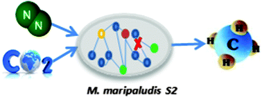 Graphical abstract: A genome-scale metabolic model of Methanococcus maripaludis S2 for CO2 capture and conversion to methane