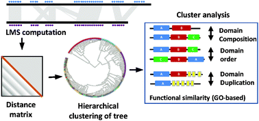 Graphical abstract: The relationship between classification of multi-domain proteins using an alignment-free approach and their functions: a case study with immunoglobulins