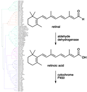 Graphical abstract: Unexpected evolutionary proximity of eukaryotic and cyanobacterial enzymes responsible for biosynthesis of retinoic acid and its oxidation