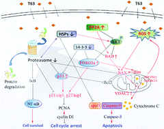 Graphical abstract: Identification of potential pathways involved in the induction of cell cycle arrest and apoptosis by a new 4-arylidene curcumin analogue T63 in lung cancer cells: a comparative proteomic analysis