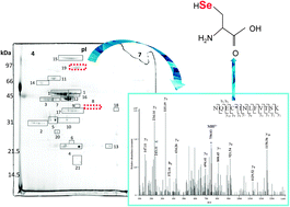 Graphical abstract: Selenium effects on the metabolism of a Se-metabolizing Lactobacillus reuteri: analysis of envelope-enriched and extracellular proteomes