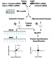 Graphical abstract: Quantitative phosphoproteomic profiling of PINK1-deficient cells identifies phosphorylation changes in nuclear proteins