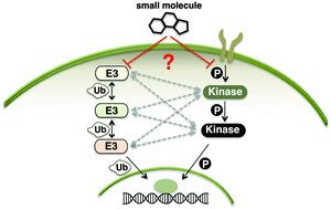 Graphical abstract: Crosstalk between kinases and Nedd4 family ubiquitin ligases