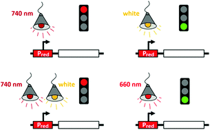 Graphical abstract: A red light-controlled synthetic gene expression switch for plant systems