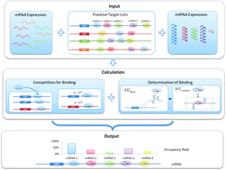 Graphical abstract: MIROR: a method for cell-type specific microRNA occupancy rate prediction