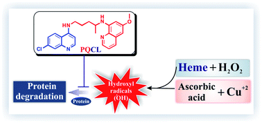 Graphical abstract: Synthesis and biological evaluation of primaquine–chloroquine twin drug: a novel heme-interacting molecule prevents free heme and hydroxyl radical-mediated protein degradation