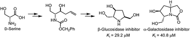 Graphical abstract: Polyhydroxylated pyrrolidine and 2-oxapyrrolizidine as glycosidase inhibitors