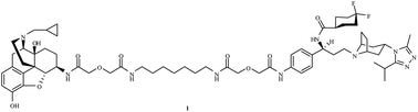Graphical abstract: A bivalent ligand targeting the putative mu opioid receptor and chemokine receptor CCR5 heterodimer: binding affinity versus functional activities