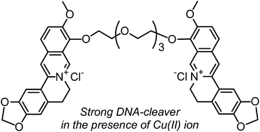 Graphical abstract: Facile synthesis of a polyether-tethered dimeric berberine as a highly effective DNA-cleaving agent in the presence of Cu(ii) ion