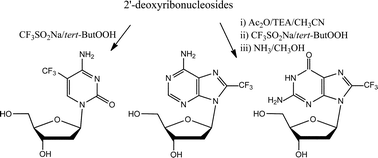 Graphical abstract: Trifluoromethyl derivatives of canonical nucleosides: synthesis and bioactivity studies