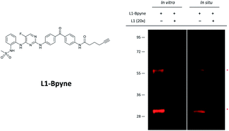 Graphical abstract: Discovery of selective 2,4-diaminopyrimidine-based photoaffinity probes for glyoxalase I