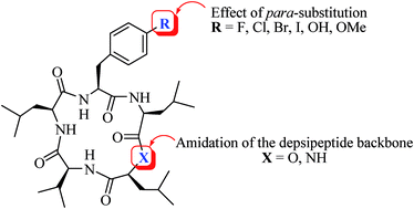 Graphical abstract: Effect of the 4′-substituted phenylalanine moiety of sansalvamide A peptide on antitumor activity