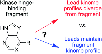 Graphical abstract: Fragment growing to retain or alter the selectivity of anchored kinase hinge-binding fragments