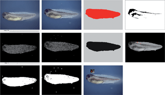 Graphical abstract: Comparative mode-of-action analysis following manual and automated phenotype detection in Xenopus laevis