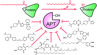 Graphical abstract: Acyl protein thioesterase inhibitors as probes of dynamic S-palmitoylation