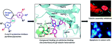 Graphical abstract: Combretastatin A-4 inspired novel 2-aryl-3-arylamino-imidazo-pyridines/pyrazines as tubulin polymerization inhibitors, antimitotic and anticancer agents