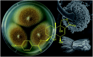 Graphical abstract: Cytotoxic and antiviral nitrobenzoyl sesquiterpenoids from the marine-derived fungus Aspergillus ochraceus Jcma1F17
